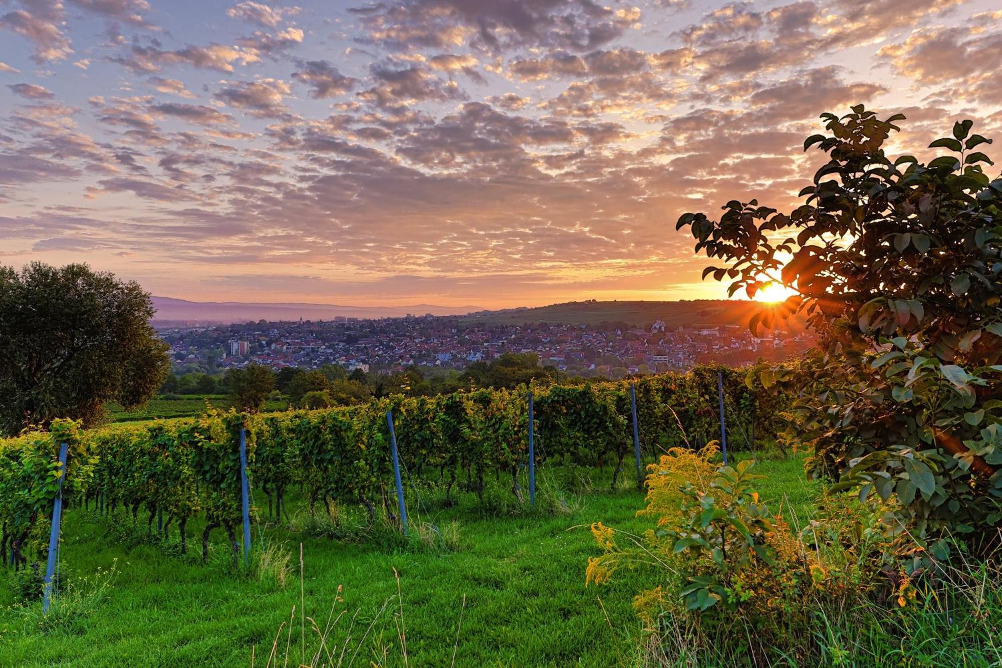 Ibb Hotel Ingelheim Экстерьер фото